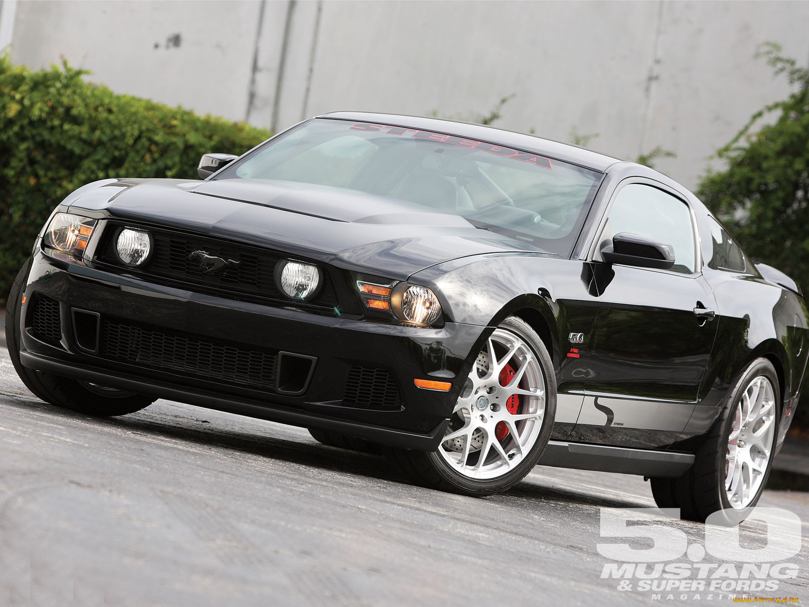 , mustang